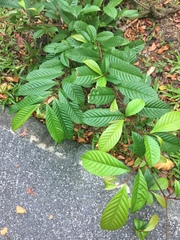 Tetracera indica