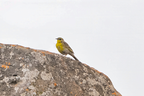 iNaturalist image