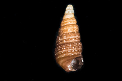 Odostomia