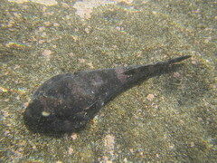 Chilean Clingfish photo 2