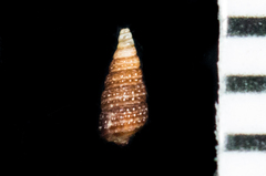 Odostomia