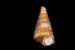 Odostomia
