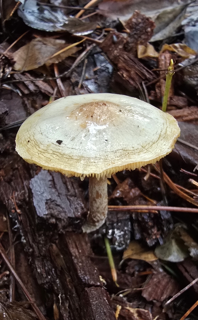 Pholiota decorata