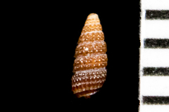 Cerithiopsis