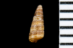 Cerithiopsis