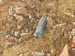 Polycesta