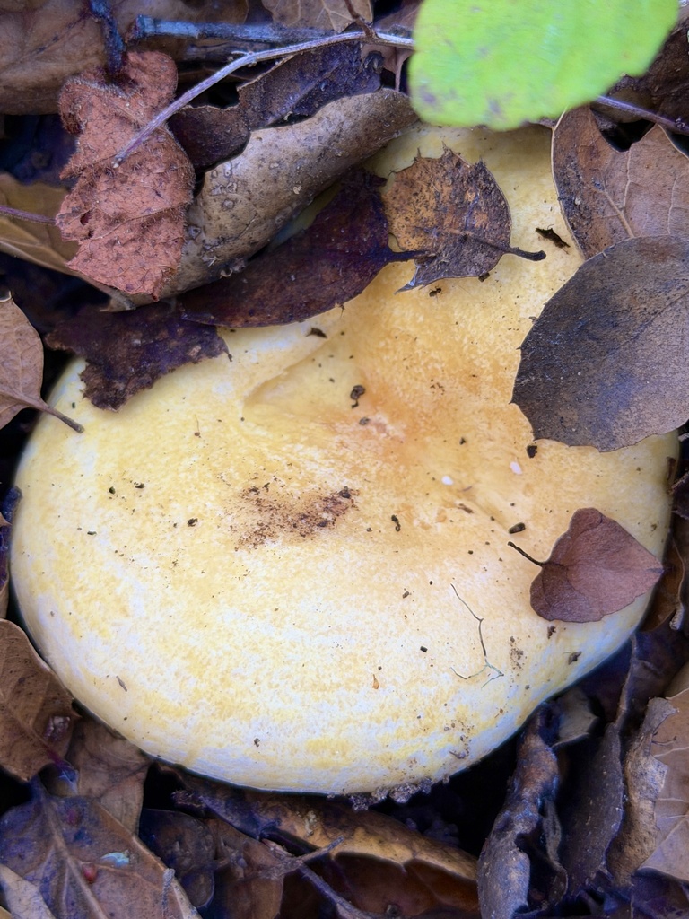 Lactarius alnicola · December 2025 · photo: © aheyman1 (iNaturalist, cc0)