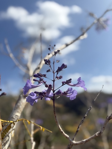 Jacaranda brasiliana, 2025-12-08