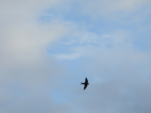 Rufous-bellied Swallow (Cecropis badia), photo 5