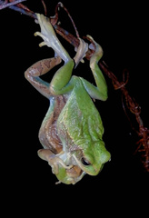 Gastrotheca cuencana