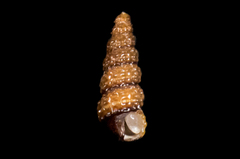 Cerithiopsis