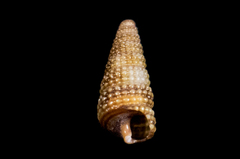 Cerithiopsis