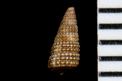 Cerithiopsis