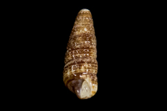 Cerithiopsis