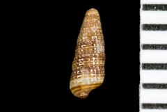 Cerithiopsis