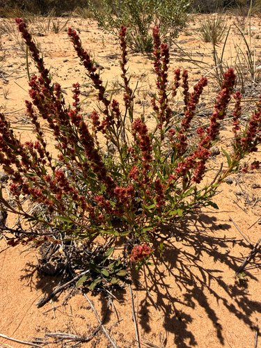 Haloragis acutangula observed 2025-12-15