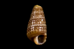 Cerithiopsis