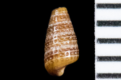 Cerithiopsis