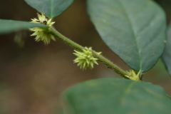 Lasianthus curtisii