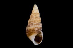 Odostomia