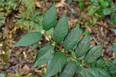Lasianthus curtisii