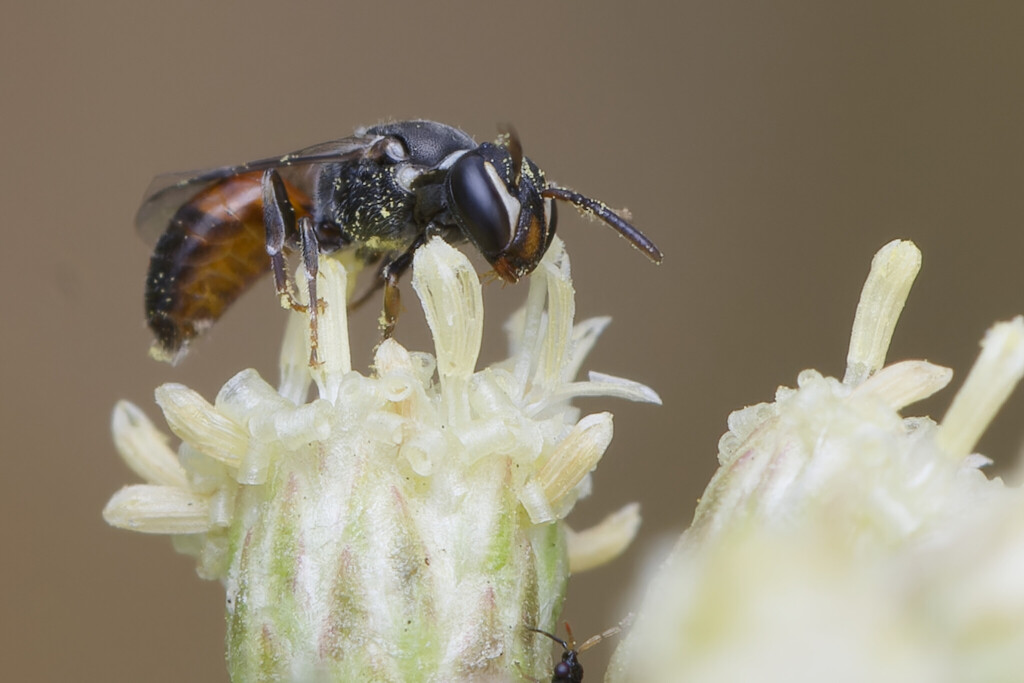 Graenicher's Masked Bee
