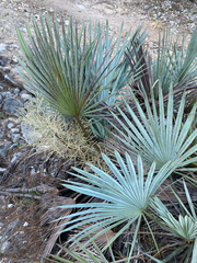 Brahea decumbens, photograph (c) Iván Cumpián, some rights reserved (CC BY)
