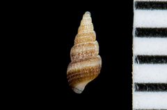 Odostomia