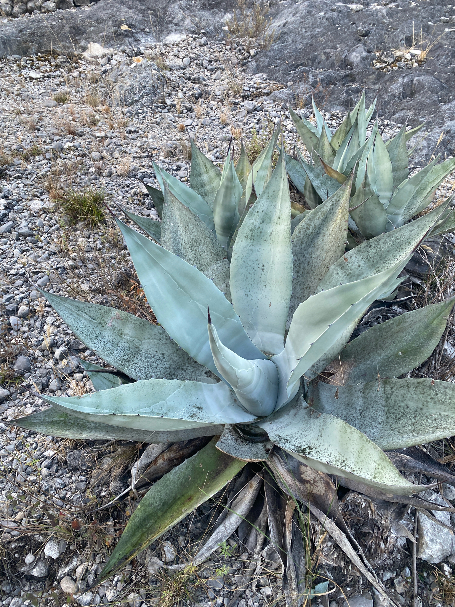 Agave asperrima