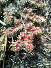 Euphorbia densiflora