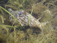 Aplysia sydneyensis