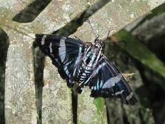Jemadia pseudognetus