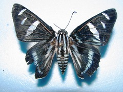 Jemadia pseudognetus