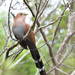 Squirrel Cuckoo - Photo (c) Roberto González, some rights reserved (CC BY-NC), uploaded by Roberto González
