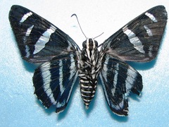 Jemadia pseudognetus