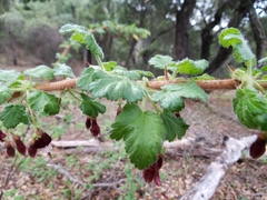 Ribes sericeum