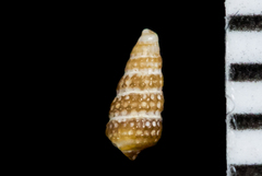Cerithiopsidae