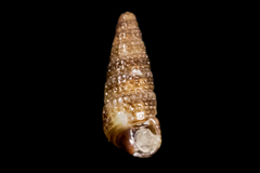 Cerithiopsis