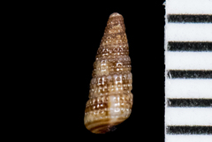 Cerithiopsis