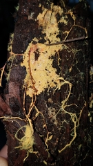 Piloderma