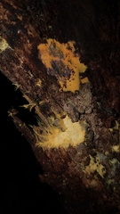 Piloderma