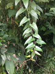 Cissus hastata
