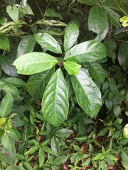 Ficus fistulosa