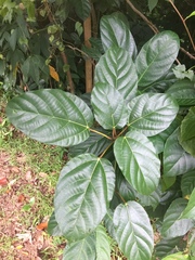 Ficus variegata
