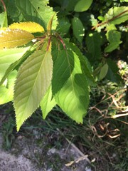 Cerasus