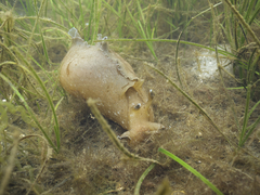 Aplysia sydneyensis