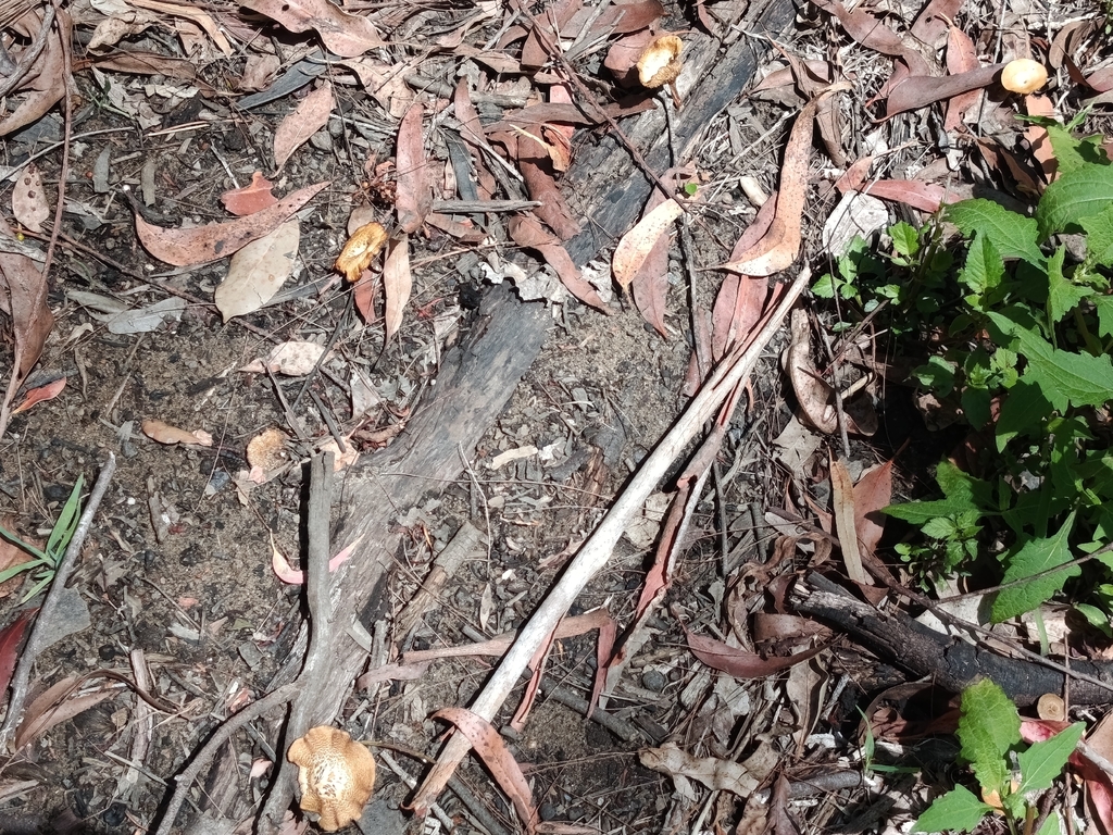 Lentinus arcularius · December 2025 · photo: © carl_ramirez (iNaturalist, cc-by)