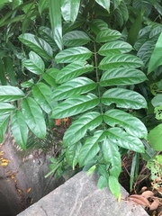 Polyscias diversifolia