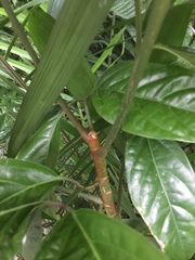 Polyscias diversifolia