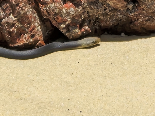 Marsh Snake sighting